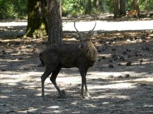 Cerf d'Eld (Rucervus eldii)