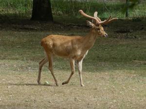 Cerf d'Eld Tameng (Rucervus eldii thamin)