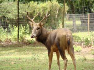 Cerf du Père David (Elaphurus davidianus)