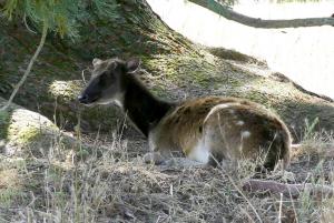 Cerf du Prince Alfred (Cervus alfredi)