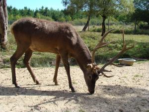 Cerf élaphe (Cervus elaphus)