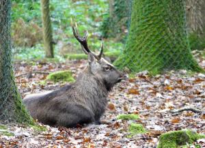 Cerf sika du Japon (Cervus nippon nippon)