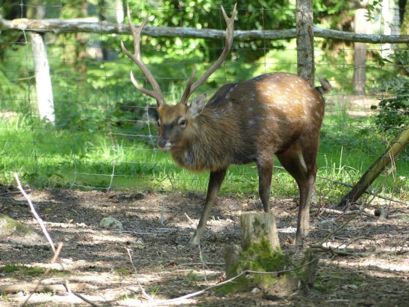 Cerf sika du Vietnam (Cervus nippon pseudaxis)