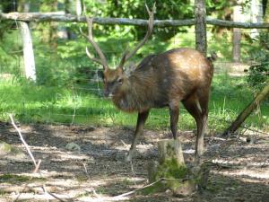 Cerf sika du Vietnam (Cervus nippon pseudaxis)
