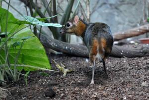 Cerf souris (Tragulus javanicus)