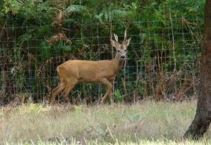 Chevreuil (Capreolus capreolus)