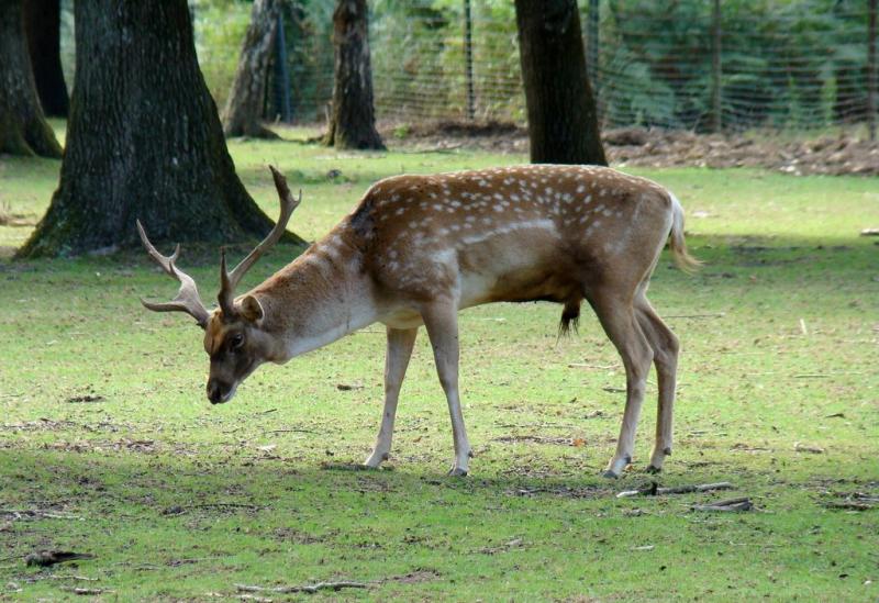 Daim de Mésopotamie (Dama mesopotamica)