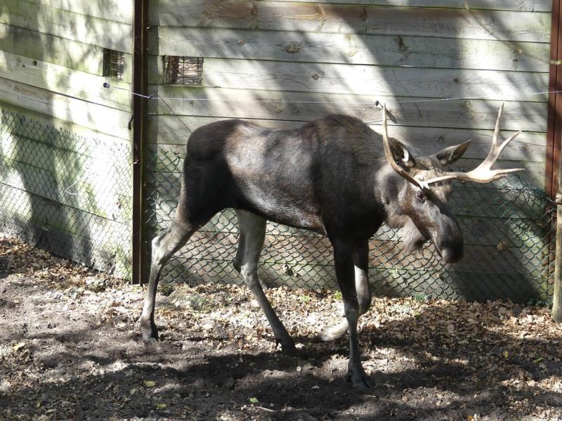 Elan d'Europe (Alces alces alces)