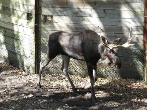 Elan d'Europe (Alces alces alces)