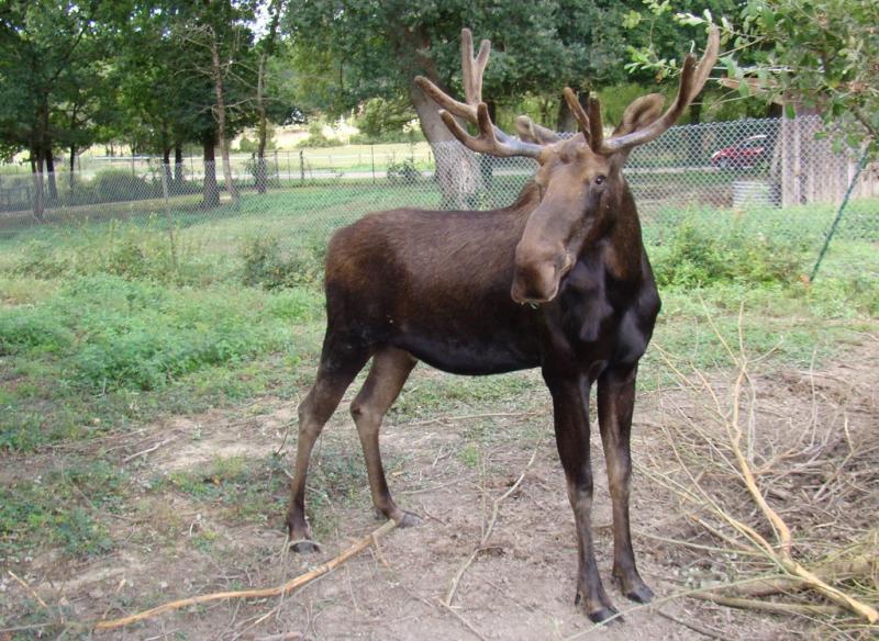 Elan du Canada (Alces americanus)