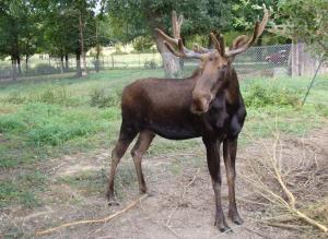 Elan du Canada (Alces americanus)