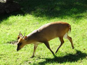 Muntjac de Chine (Muntiacus reevesi)