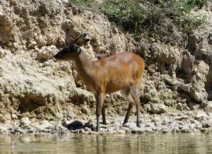 Muntjac d'Inde (Muntiacus muntjac)