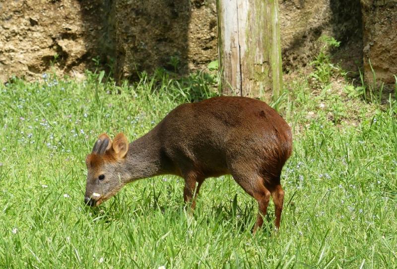 Pudu du Chili (Pudu puda)