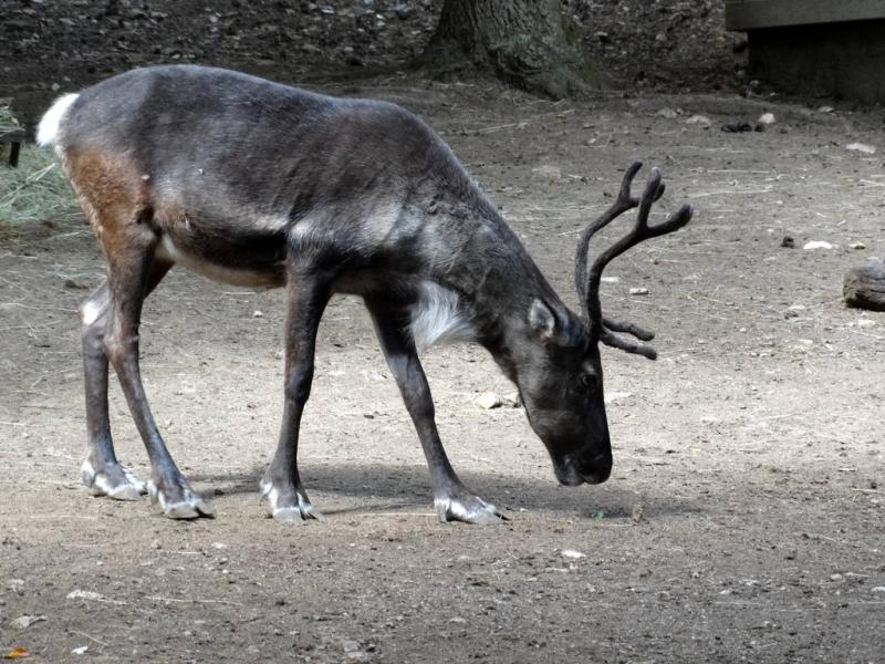 Renne (Rangifer tarandus)