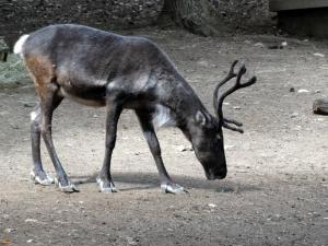 Renne (Rangifer tarandus)