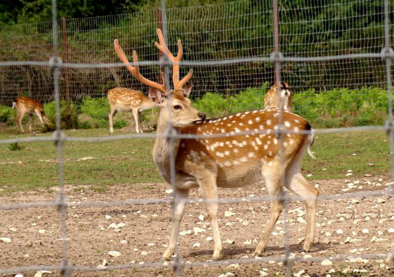 Cerf sika de Formose (Cervus nippon taiouanus)