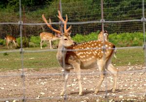 Cerf sika de Formose (Cervus nippon taiouanus)