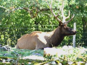 Wapiti (Cervus canadensis)