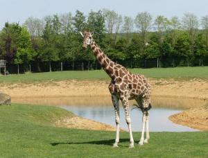 Girafe de Rothschild (Giraffa camelopardalis rothschildi)