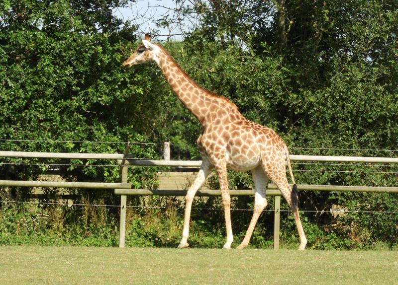 Girafe du Cap (Giraffa giraffa giraffa)