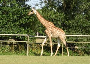 Girafe du Cap (Giraffa giraffa giraffa)