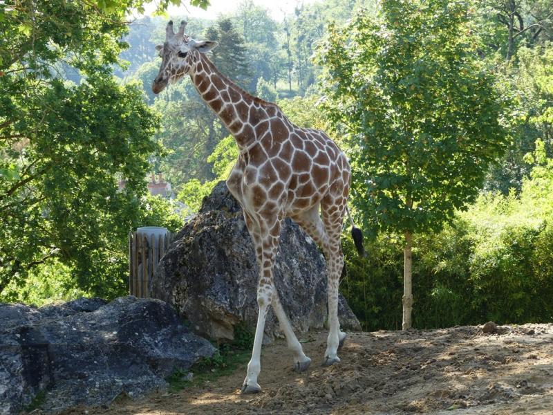 Girafe réticulé (Giraffa camelopardalis reticulata)