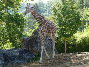 Girafe réticulé (Giraffa camelopardalis reticulata)