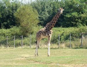 Girafe Sp. (Giraffa camelopardalis)