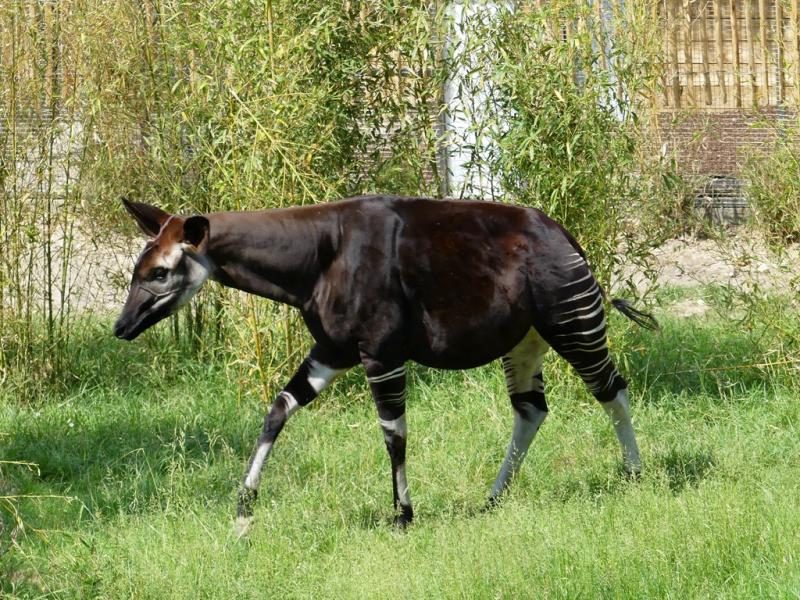 Okapi (Okapia johnstoni)