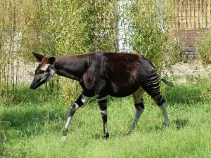 Okapi (Okapia johnstoni)