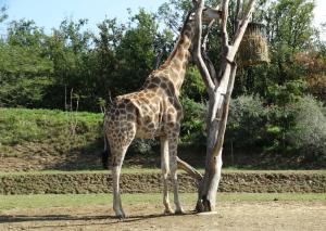 Giraffidés