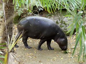 Hippopotame pygmée (Choeropsis liberiensis liberiensis)