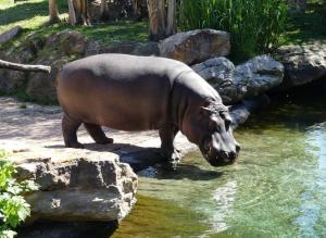 Hippopotamidés