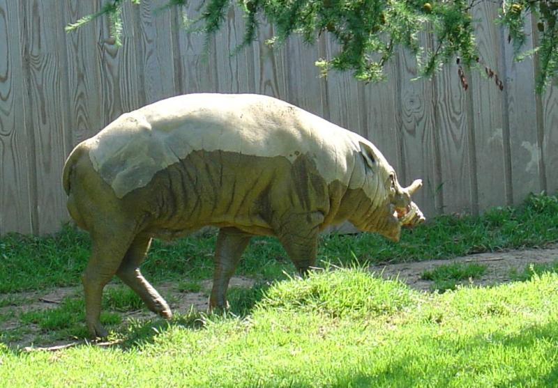 Babiroussa des Célèbes (Babyrousa celebensis)
