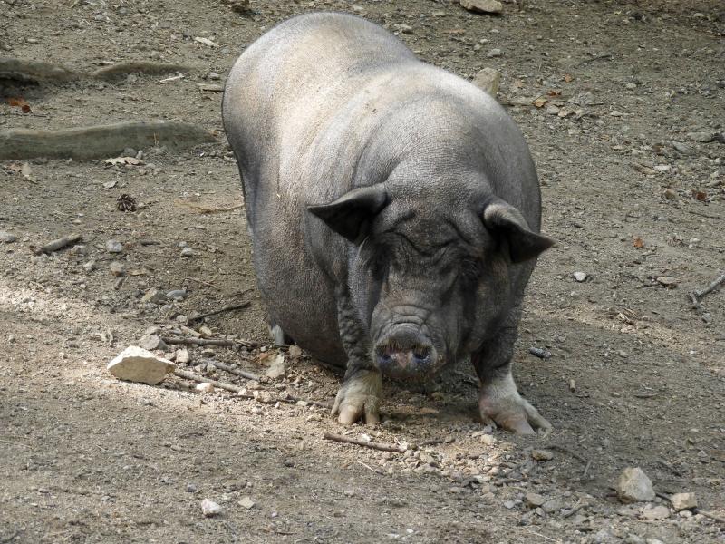 Cochon vietnamien (Sus scrofa domesticus)