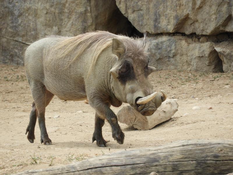 Phacochère oriental (Phacochoerus africanus)