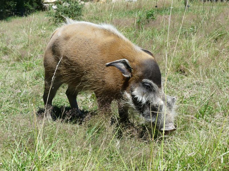Potamochère d'Afrique (Potamochoerus porcus)