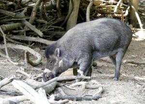 Sanglier des Visayas (Sus cebifrons negrinus)