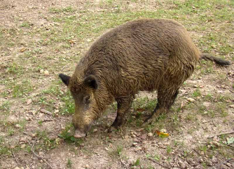 Sanglier (Sus scrofa)
