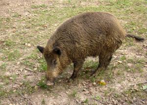 Sanglier (Sus scrofa)