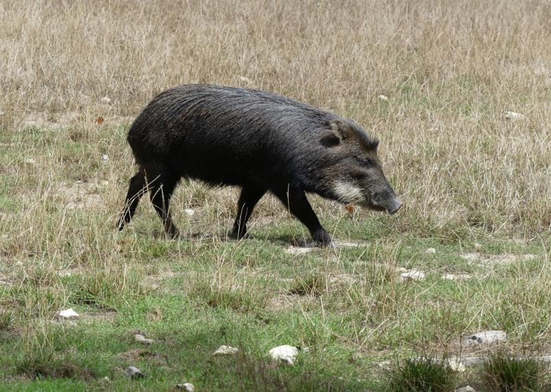 Pécari à lèvres blanches (Tayassu pecari albirostris)