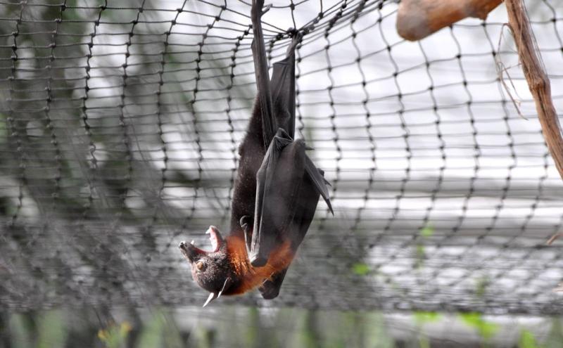 Renard volant de Livingstone (Pteropus livingstonii)