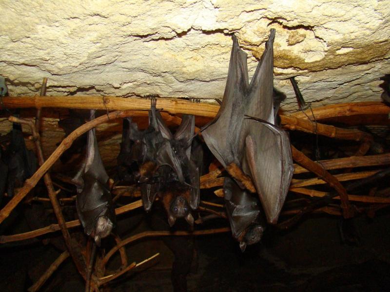 Renard volant de Lyle (Pteropus lylei)