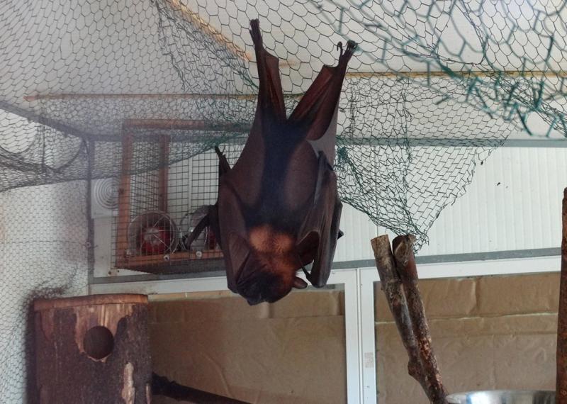 Chauve-souris géante d'Inde (Pteropus giganteus)