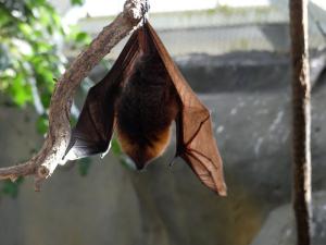 Chiroptères