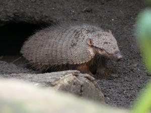 Grand tatou velu (Chaetophractus villosus)