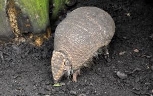 Tatou à 3 bandes (Tolypeutes matacus)