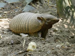 Tatou à 6 bandes (Euphractus sexcinctus)
