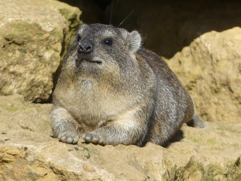 Daman des rochers (Procavia capensis)
